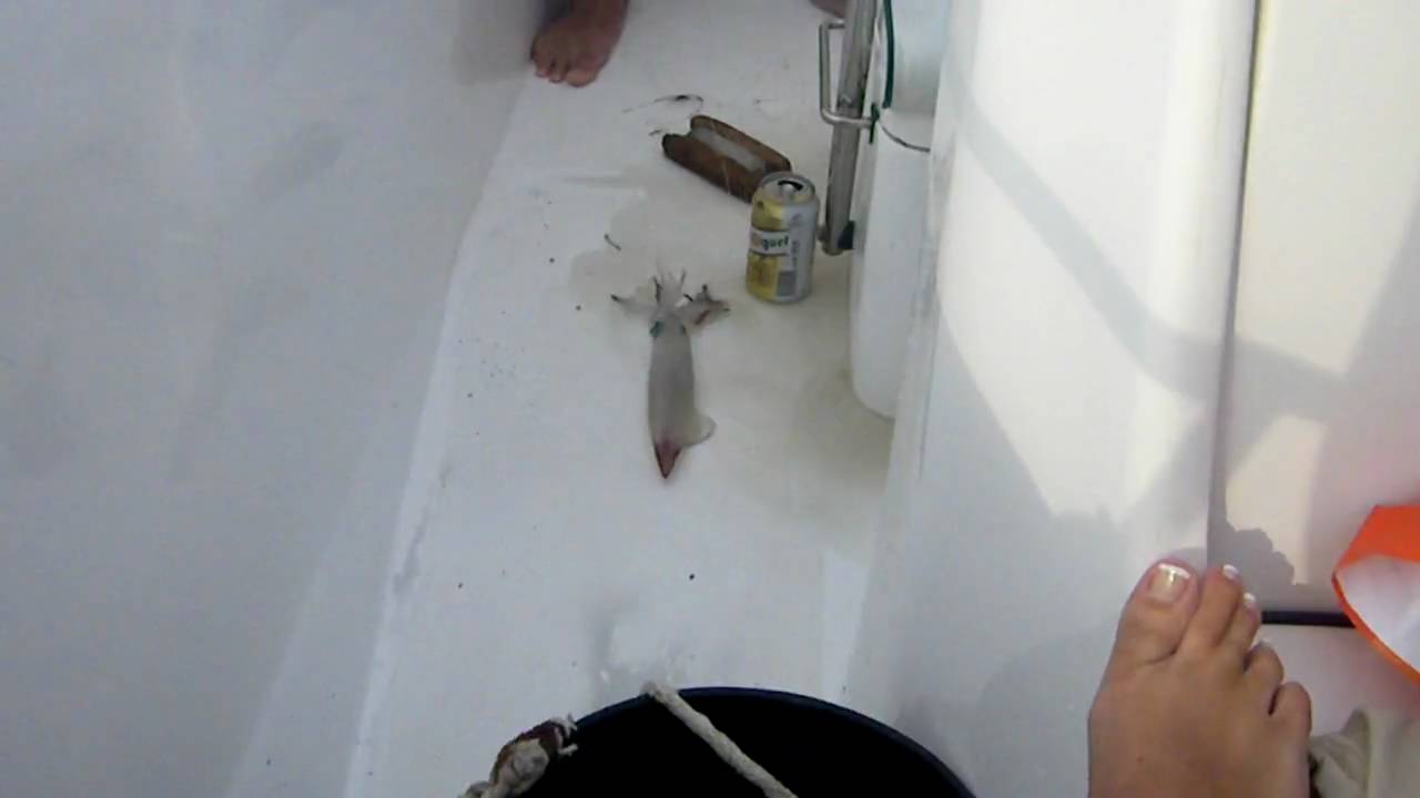 la pesca del calamar