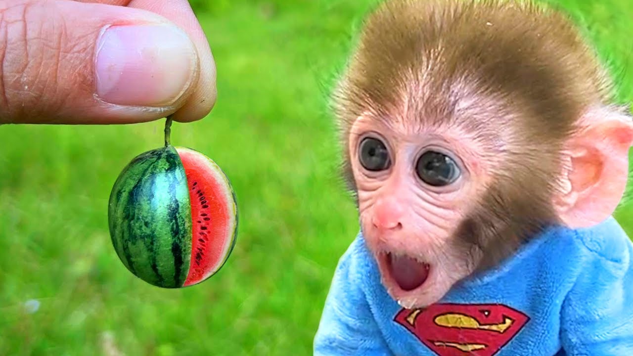 Monyet Bon Bon Imut memanen semangka dan makan es krim pelangi bersama teman bebek di peternakan