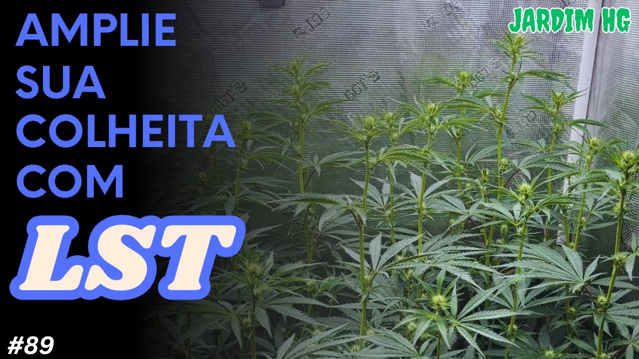 Como Fazer LST (low stress training) nas plantas de Cannabis