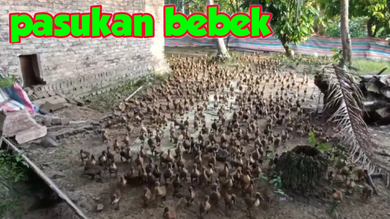 (10) NERIMA JASA PEMBESARAN BEBEK USIA 1-15 HARI