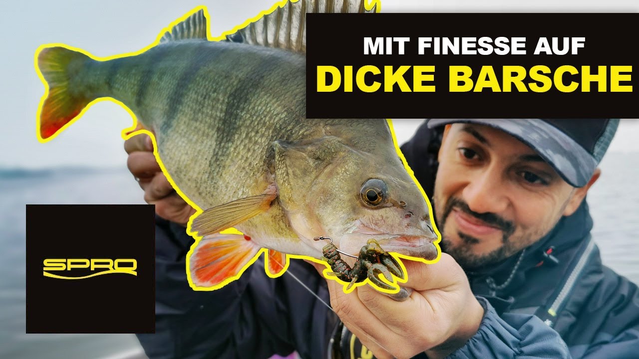Dicke Barsche mit Finesse verführt - Texas- & Carolina-Rig