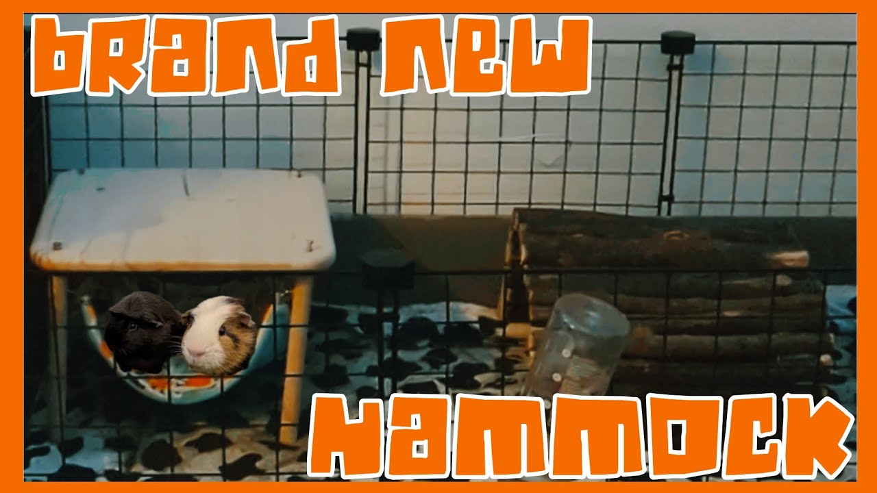 Building A Guinea Pig Hammock