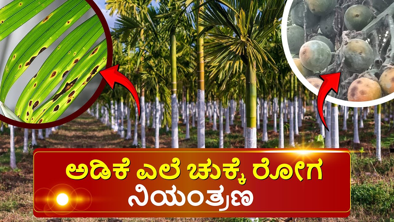 ಅಡಿಕೆ ಎಲೆ ಚುಕ್ಕೆ ರೋಗ ನಿಯಂತ್ರಣ | Areca nut leaf spot Management #arecanutfarming #disease_control