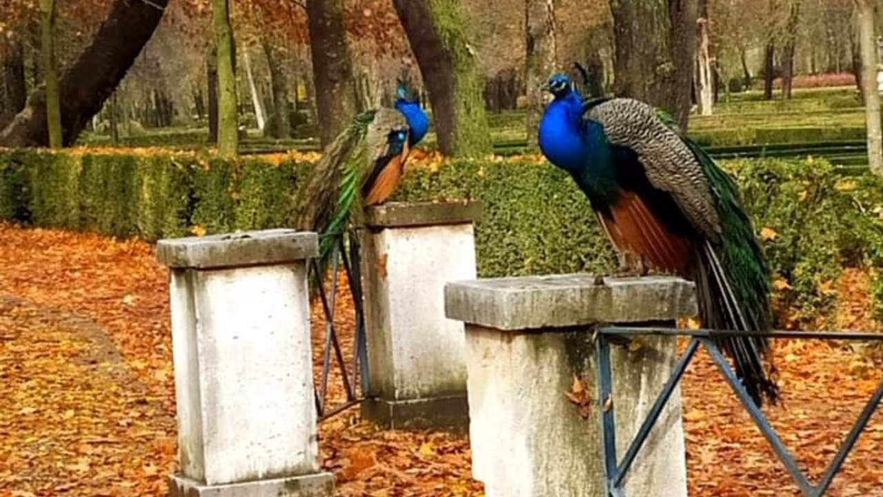 TOUR GUIA VISITA ARANJUEZ