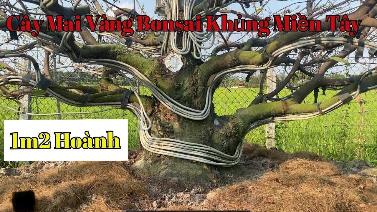 Chia sẻ cây mai vàng bonsai lùn lực hàng khủng ở miền tây