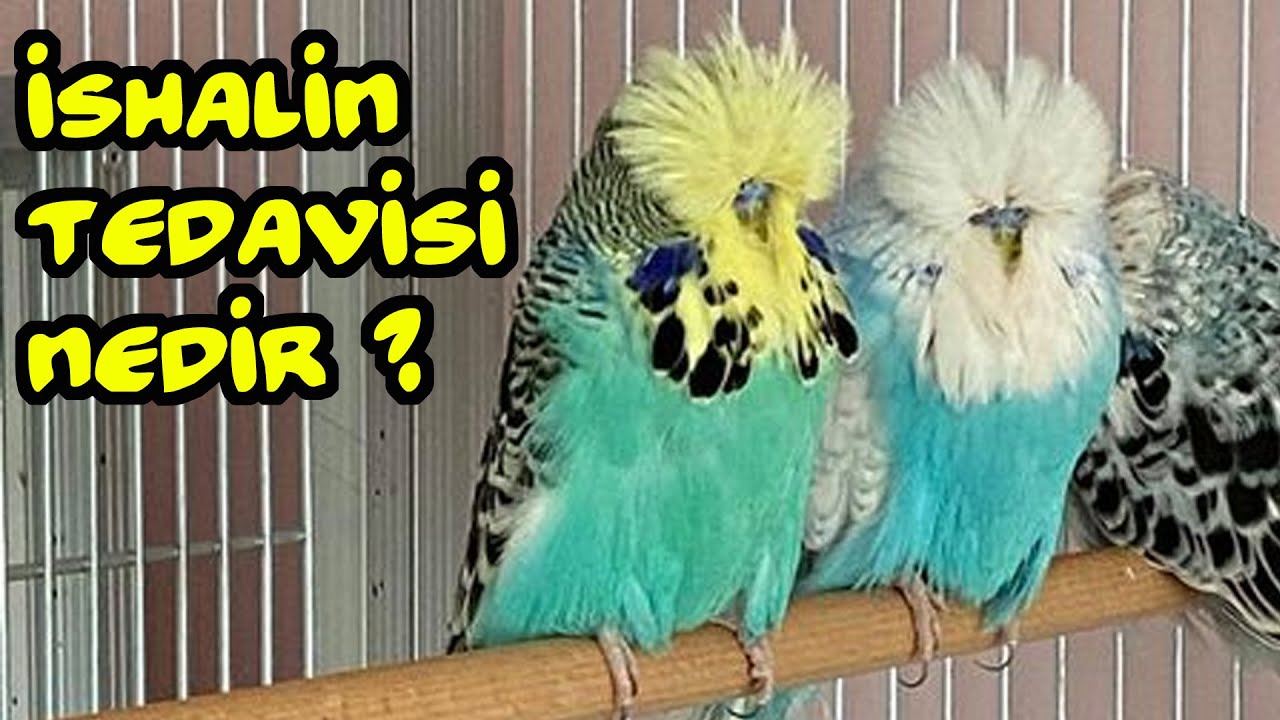 Muhabbet Kuşu İshal Hastalığı ve Tedavisi l VLog