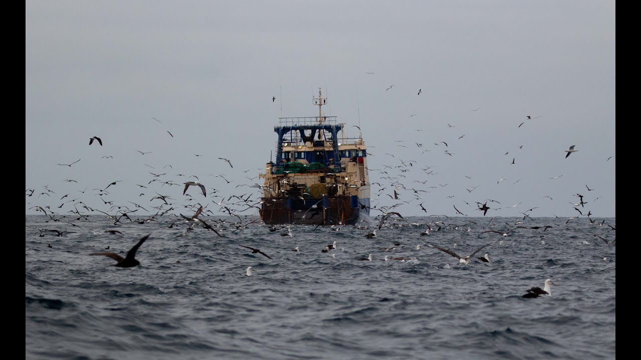 Pelagic Birding - Cape Town, South Africa