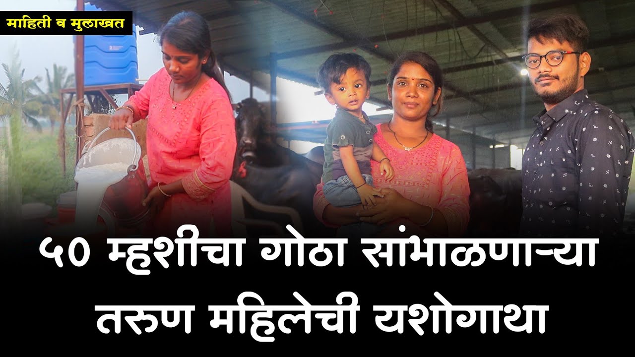 50 म्हशींचा गोठा सांभाळणारी तरुण महिलेची यशोगाथा! Successful Women Murrah Buffalo Farm In Pune