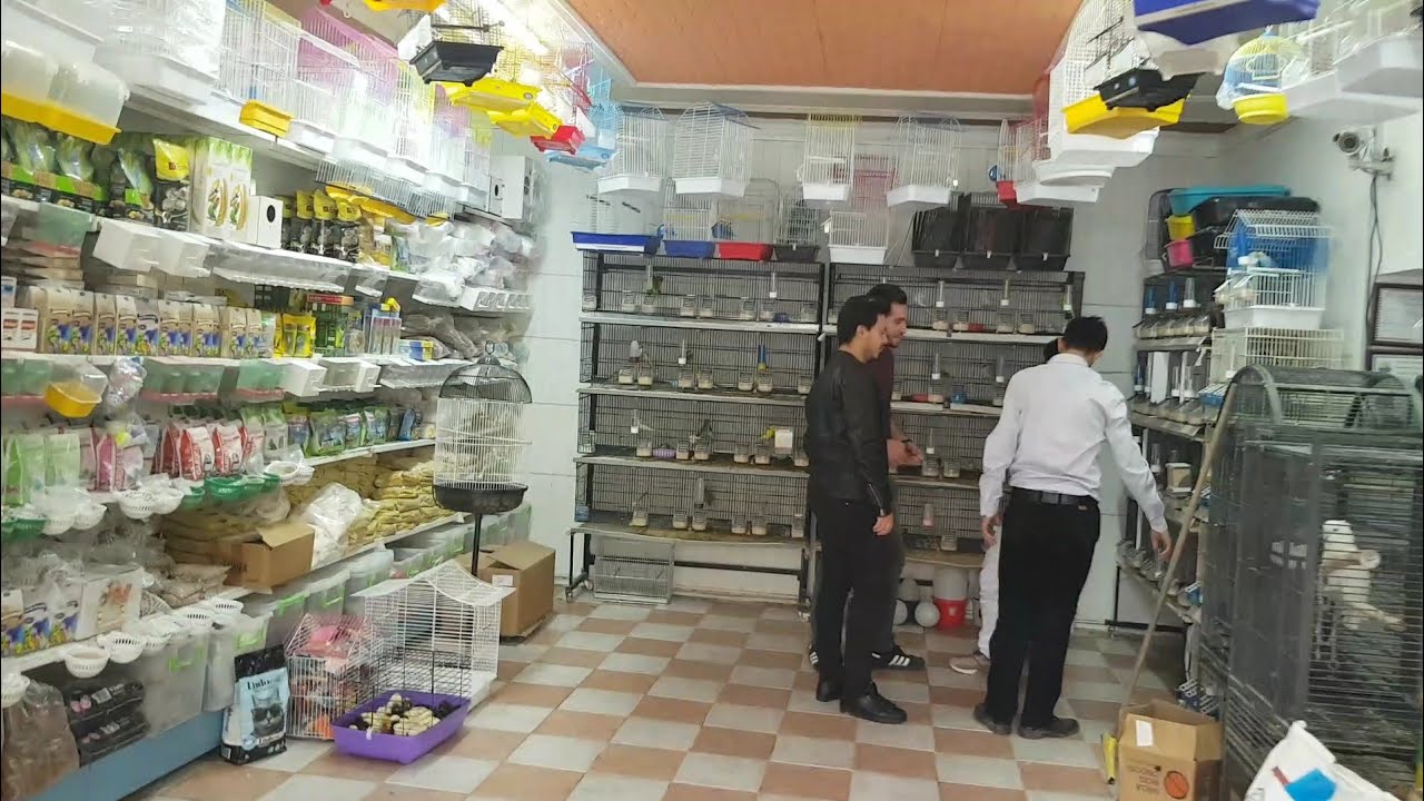 Pet şhop (KUŞCU BABA) 1500 TL VERİP ALDIĞIMIZ KUŞ HAKKINDA KONUŞDUK😉