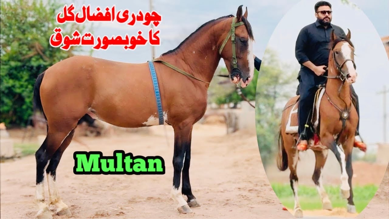 Pakistani Horse Culture in Multan | Shandaar Dera & Traditions by Chaudry Afzaal Gill