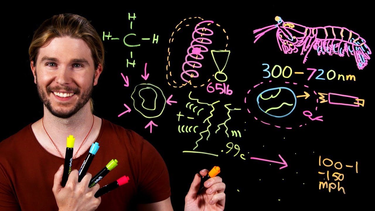 Earth's Most Complicated Eyes | Because Science Live