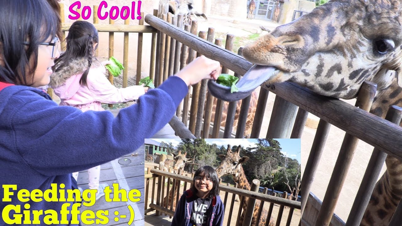 Family Toy Channel: The Kids are Feeding the Giraffes! Kids' Train Ride Inside the ZOO. Buying Toys