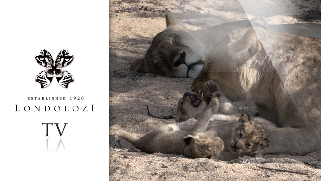 Tiny lion cubs play with mother - Londolozi TV