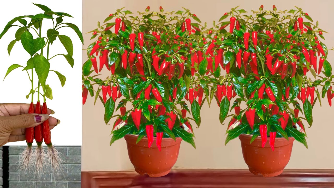 Best Technique For Growing Peppers Tree with chicken egg and Aloe Vera