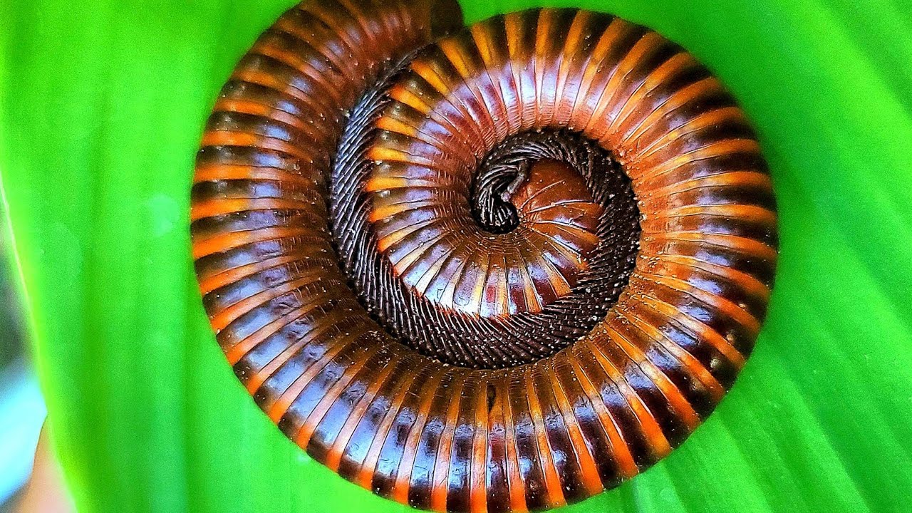 Catch Beautiful Millipede Close-up In Forest