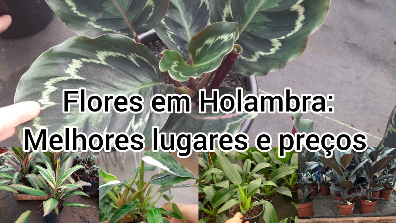 Fui para a Cidade das Flores - Holambra: plantas lindas com ótimos preços.
