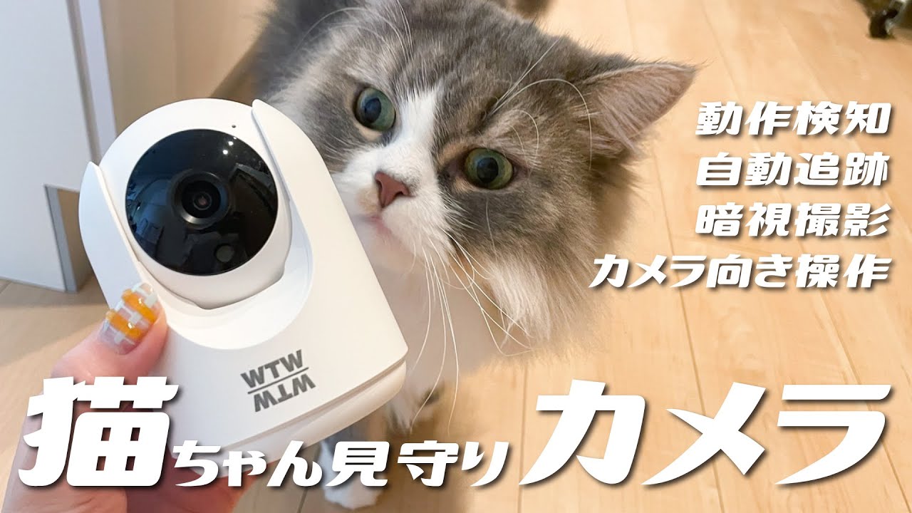 パンチルトで見守り範囲自在！真上・真下も向けるペット見守りカメラみてるちゃん猫を紹介。