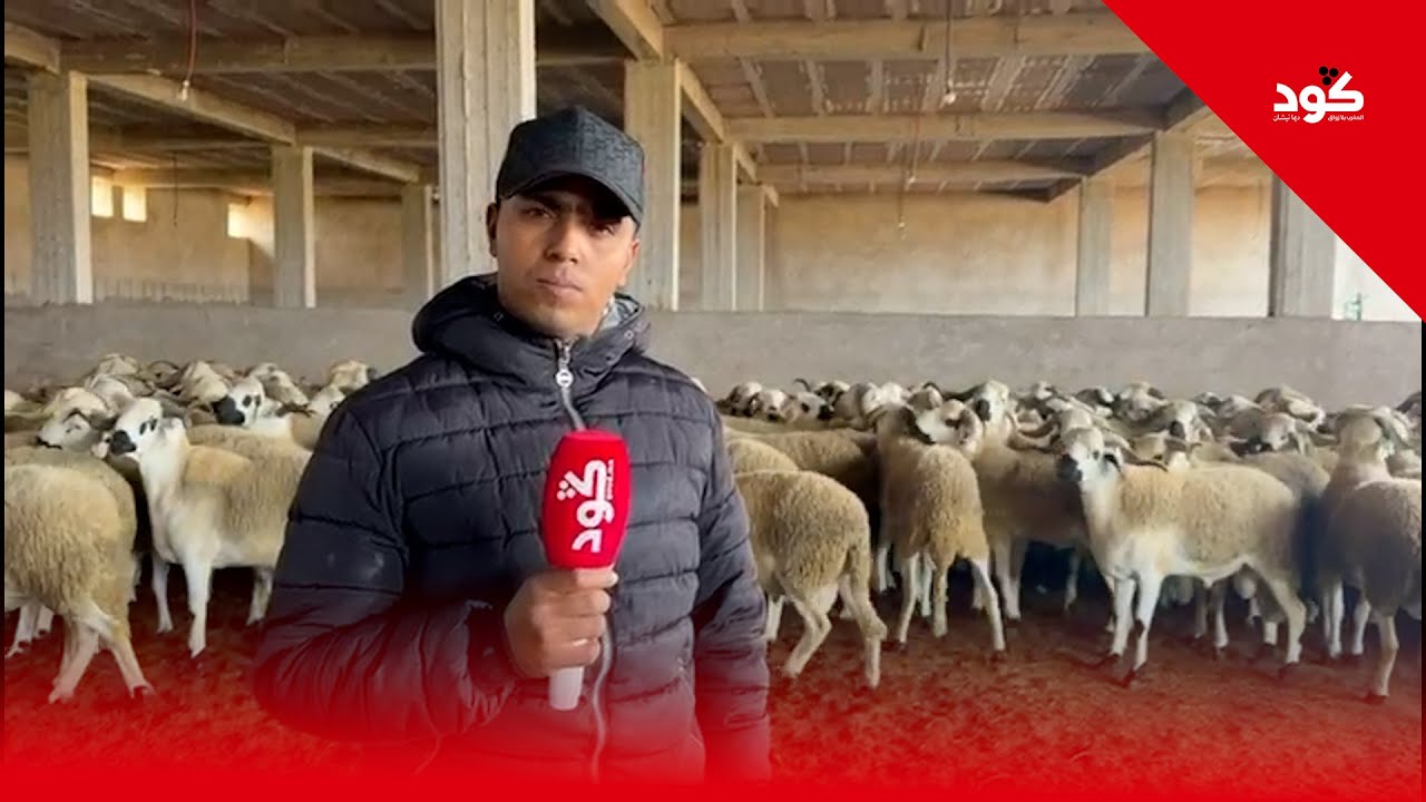 الصردي علاش مجنن لمغاربة؟ كود مشات للمرگد بني مسكين