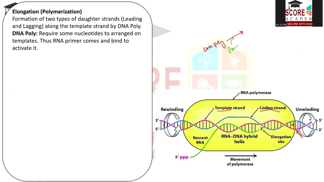 Mechanism of DNA Replication (Part 2)