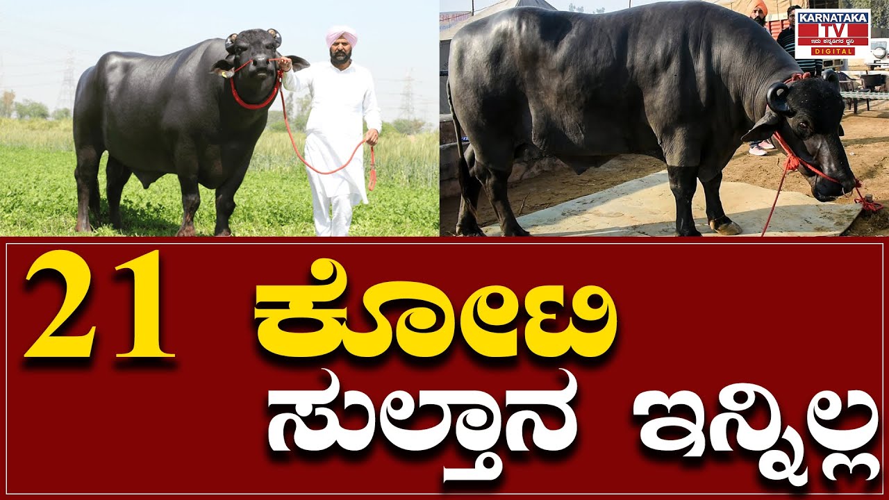 21 ಕೋಟಿ ಸುಲ್ತಾನ ಇನ್ನಿಲ್ಲ | Buffalo | Haryan | Karnataka TV