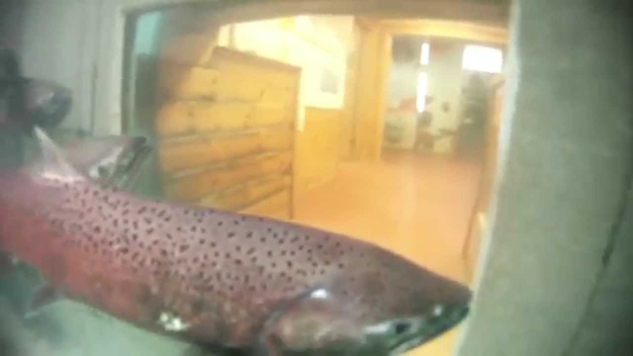 Whitehorse Fish Ladder 2014