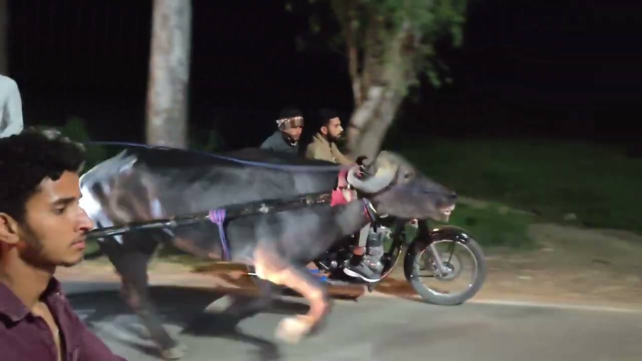 मोहित सदरपुर का jhoota तिसंग मेले में 8/3/2026 full video 
