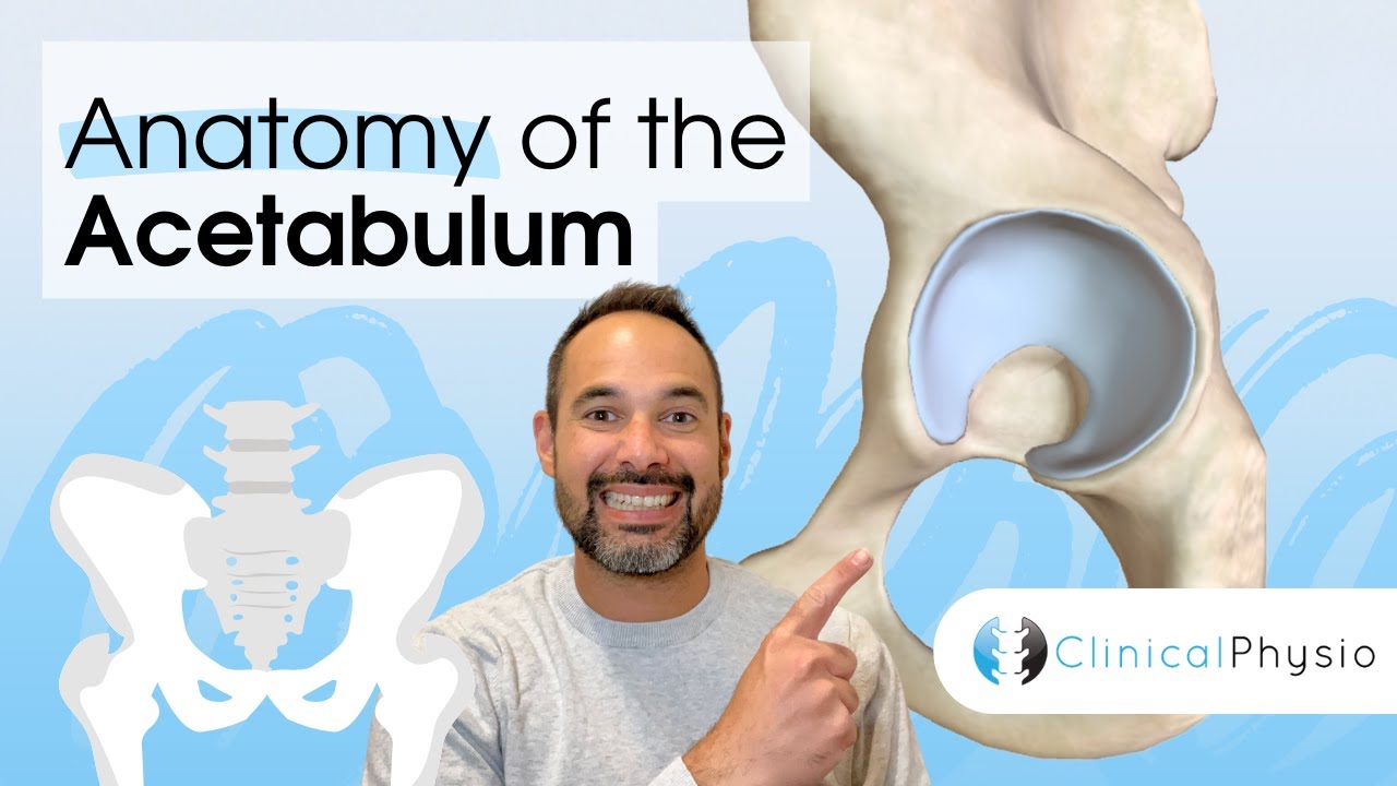 Anatomy of the Acetabulum of the Pelvis | Expert Physio Guides you through 3D Anatomy Tutorial!