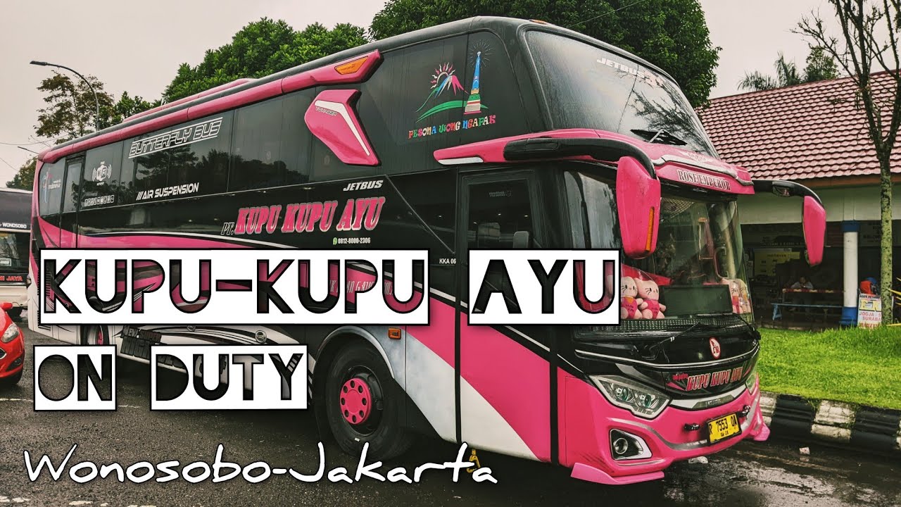 Cepat Dan Nyaman. Liga Malam Senin Wonosobo-Jakarta. Kupu-kupu Ayu Rose Emperor.