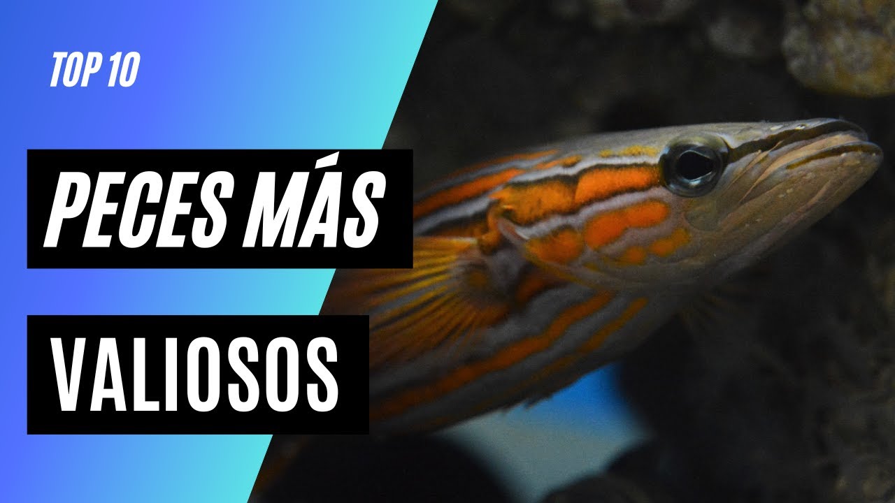 Top 10 Peces Mas Caros del Mundo 🐟【2023】