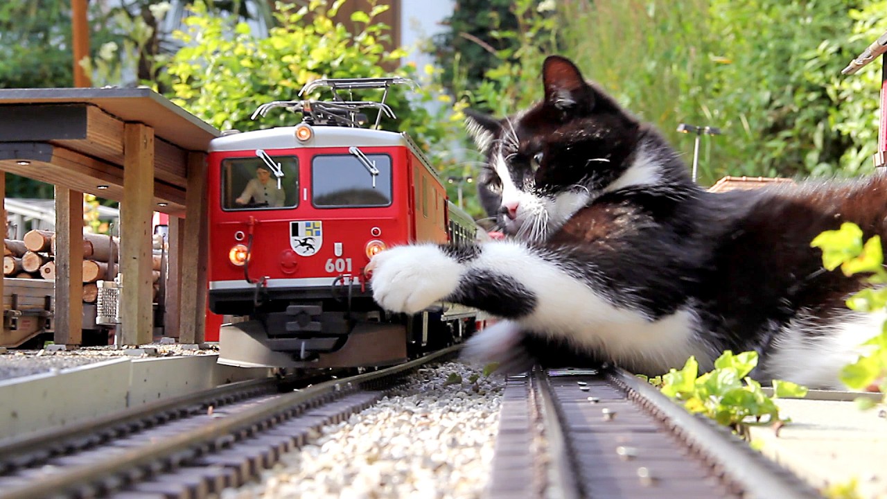Garden Railway Summer - Small trains and a big cat 😺