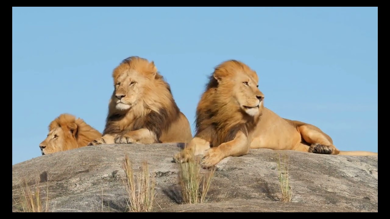 ✅Free Stock Videos 4K✅Lion 03
