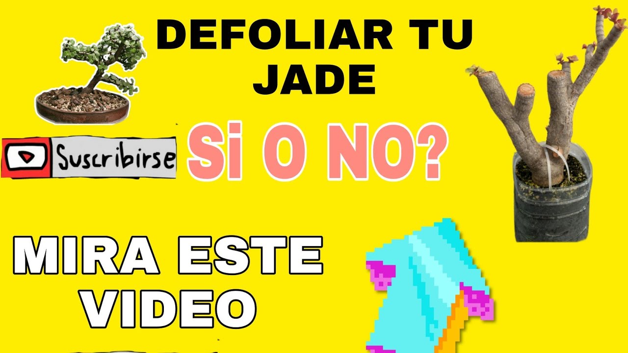 HABLAR DE DEFOLIAR Y CORTAR TU JADE O PORTULACARIA AFRA PASO A PASO