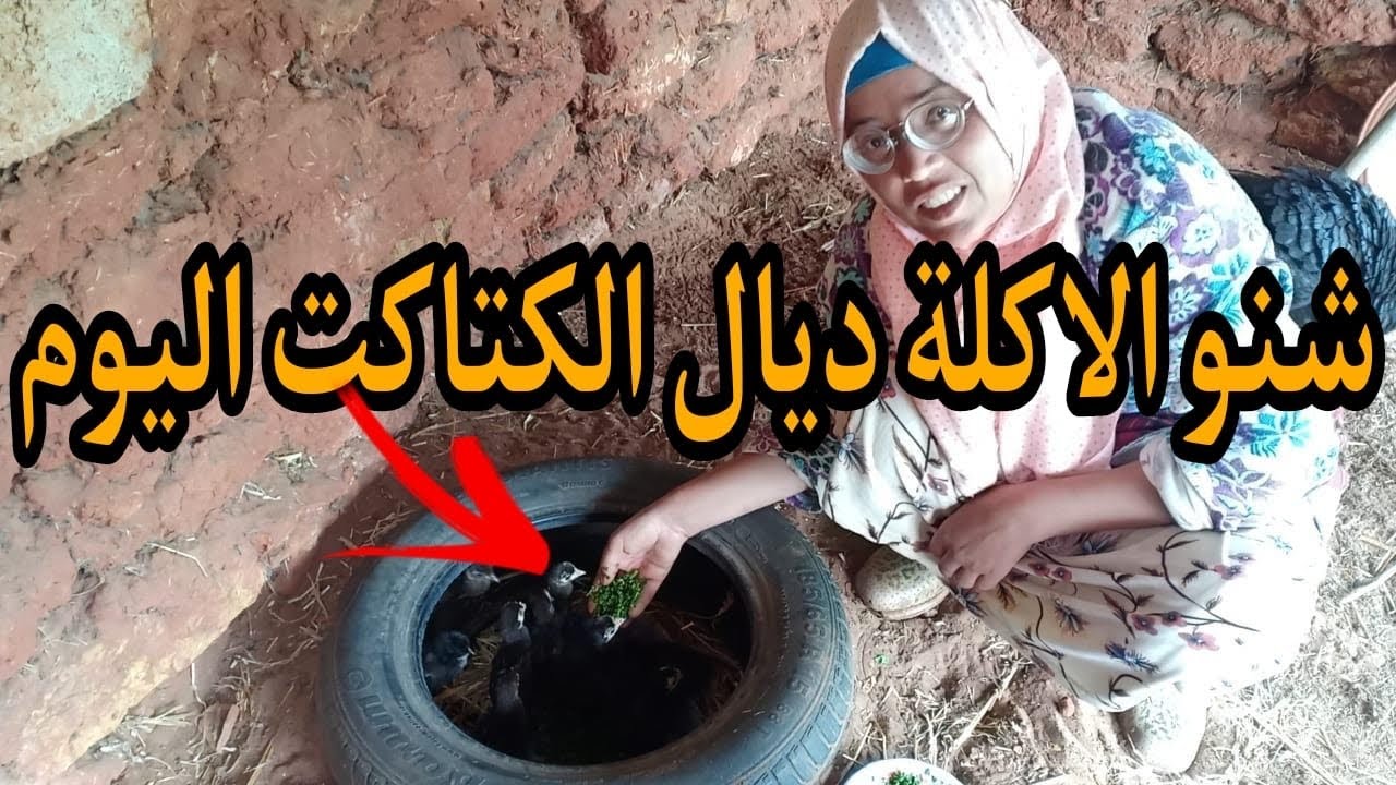 تربية كتاكيت البيبي البلدي 🐥اخيرا سميرة وجدات ليهوم بلاصتهوم وعطاتهوم الوجبة الرئيسية ديال كل نهار