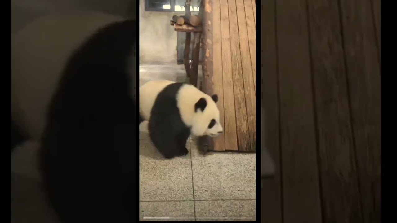 🤗💗年紀最小的熊貓界舞后🤣秦大朵一歲的年紀大大的耳朵🥰奶媽表示收貓不是伴舞玩樂呦😆