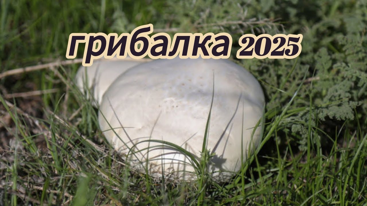 Первые шампиньоны ГРИБАЛКА МАЛАЙСАРЫ
