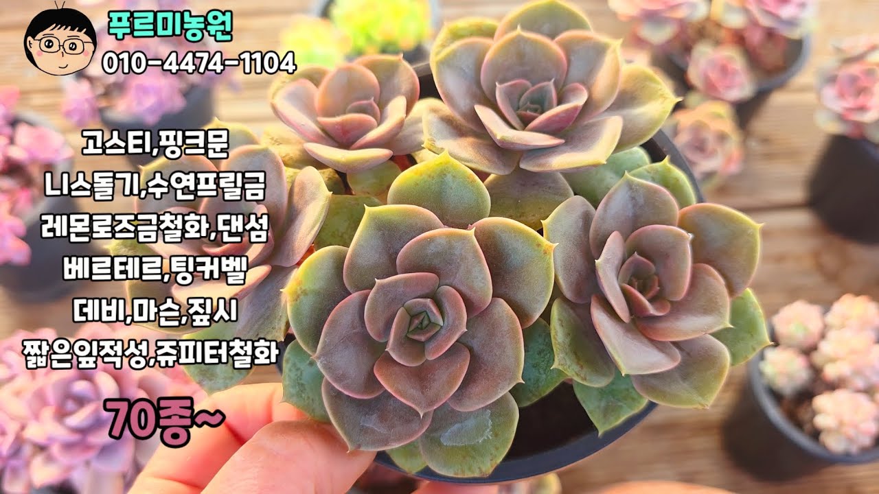 26년2월26일(목)❤️ 너무반가운국민이~고스티~러블리로즈,니크셔나,데비외 70종~ 🌸국민이~총출동~ 🤗#succul ent plants #多肉植物#다육식물 #예쁜다육식물 #봄