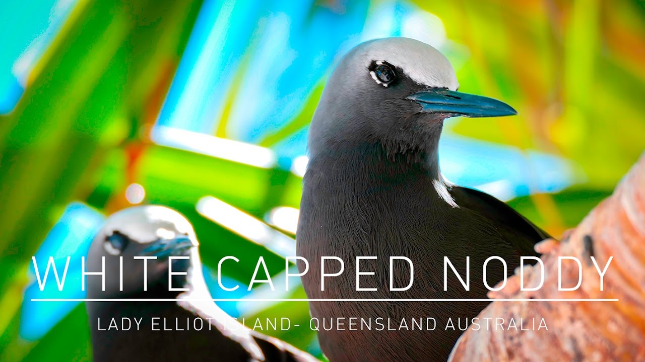 Beautiful White capped Noddy on Lady Elliot Island Australia Queensland - Panasonic FZ1000 4K