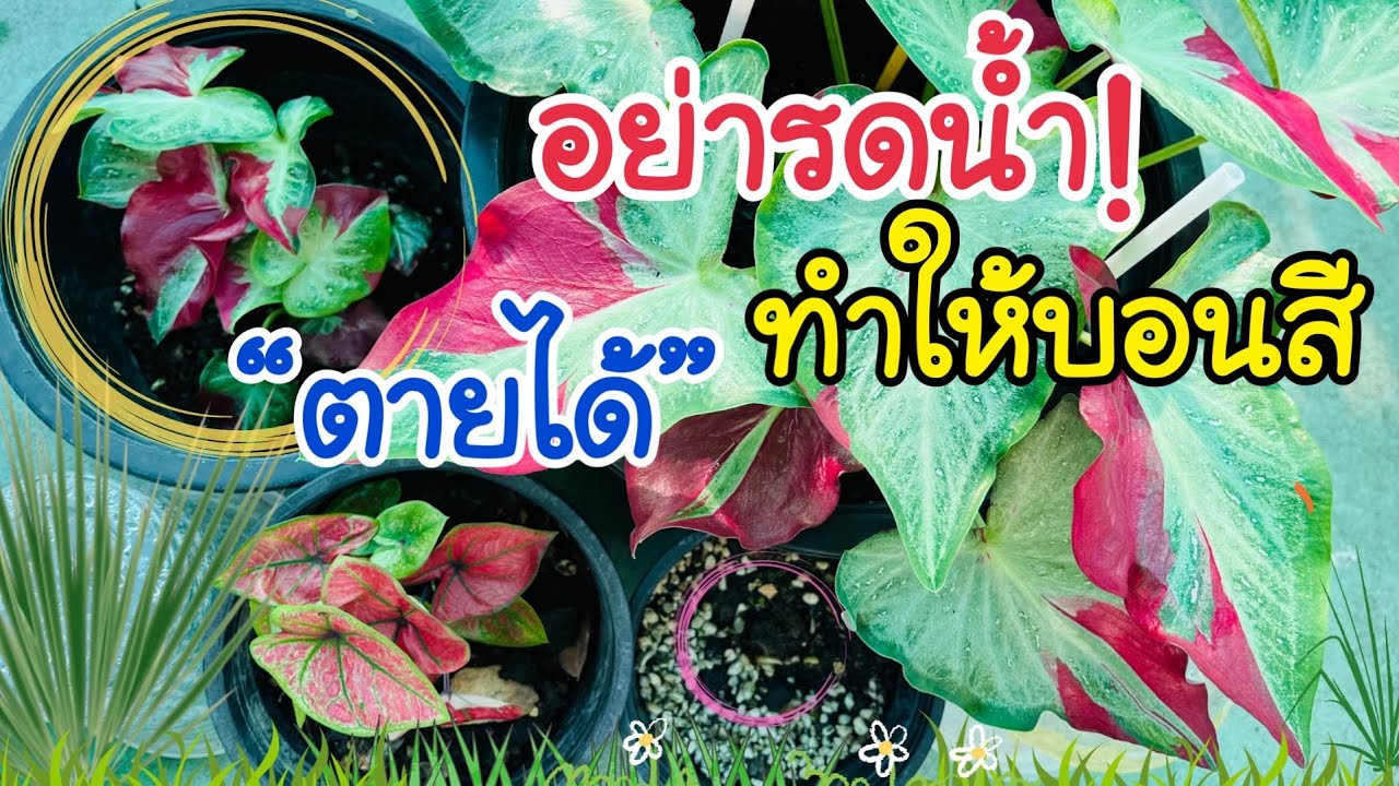 💯อย่ารดน้ำ..เตือนแล้วนะ!! ทำให้บอนสี 