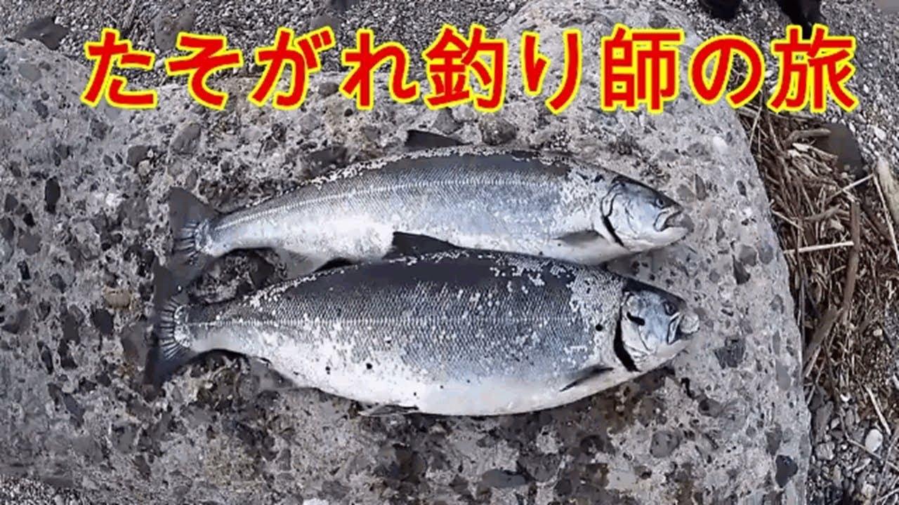 2018年春　北海道　島牧のサクラマス釣り　後編　桜咲く