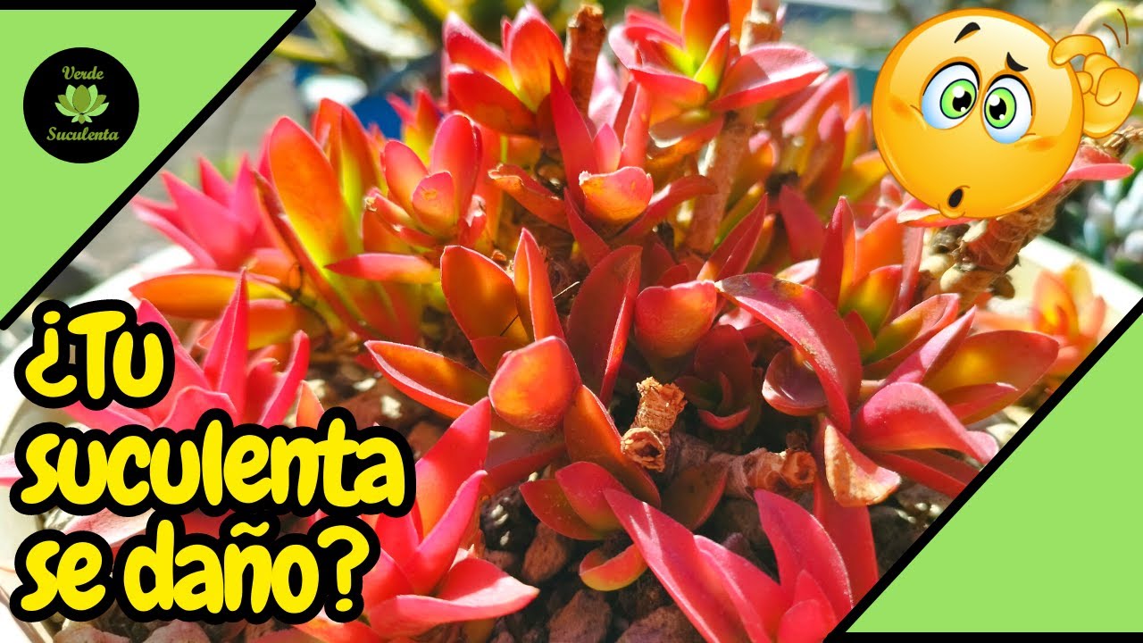 Recuperando la belleza de una Crassula capitella 'campfire'.