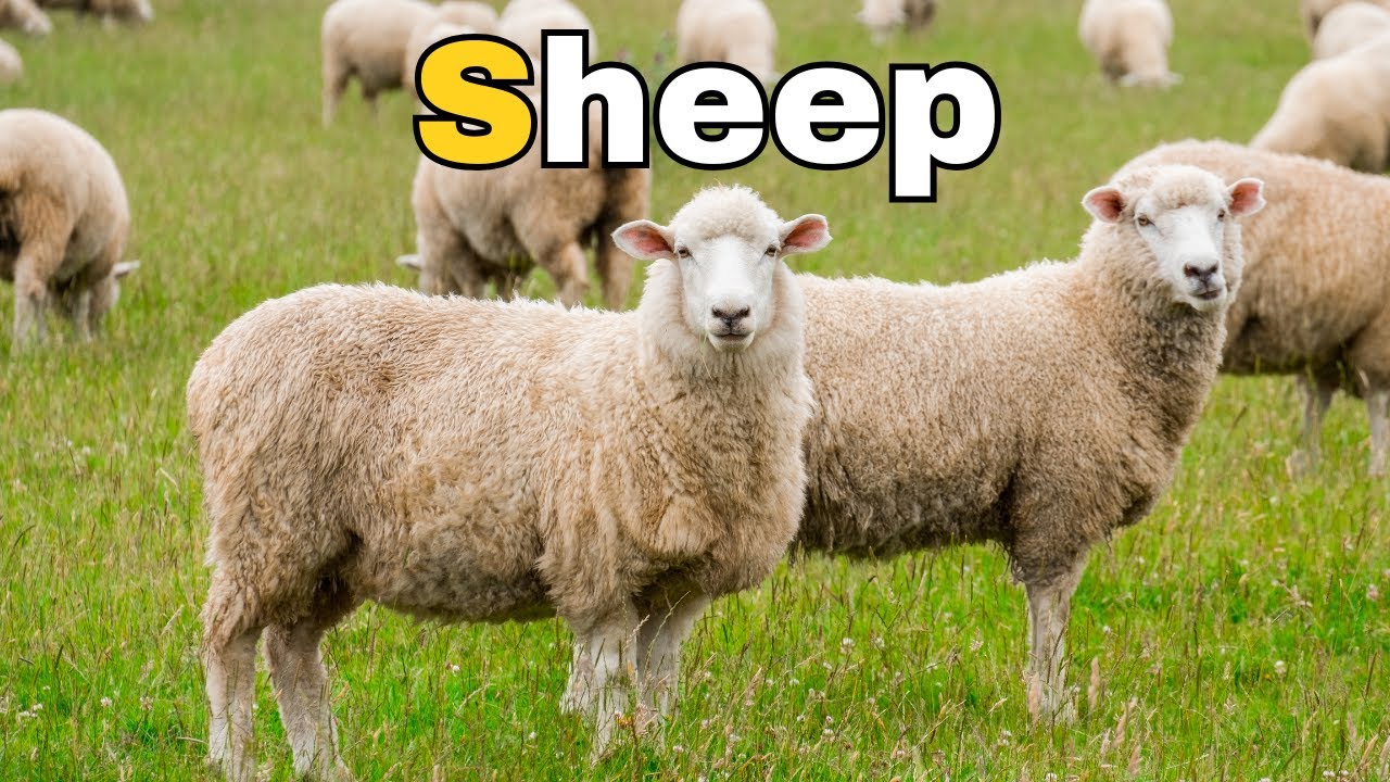 S words for Kids learning | Sheep | Sea | Sun | Meow Meow English