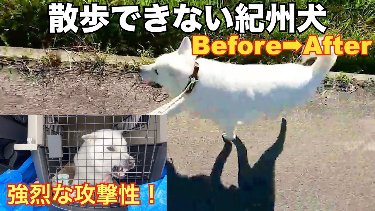 【凶暴犬】散歩ができない噛む紀州犬セッション一週間後　Before👉After