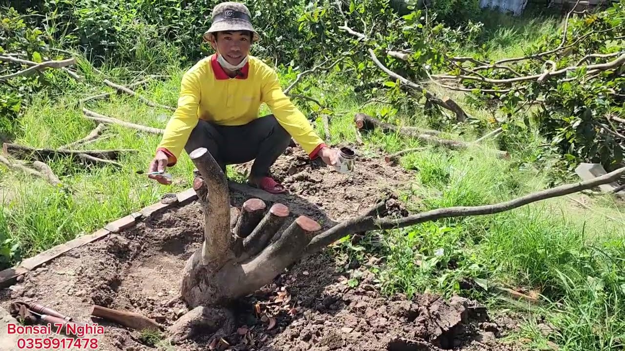 Phá thế mai vàng #Bonsai7nghĩa #Yeubonsai #
