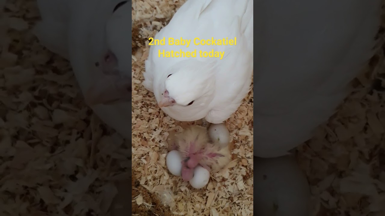 2nd Cockatiel Hatched  #cockatiel #shorts #trending #albinocockatiel #breeding #cockatielbreeding