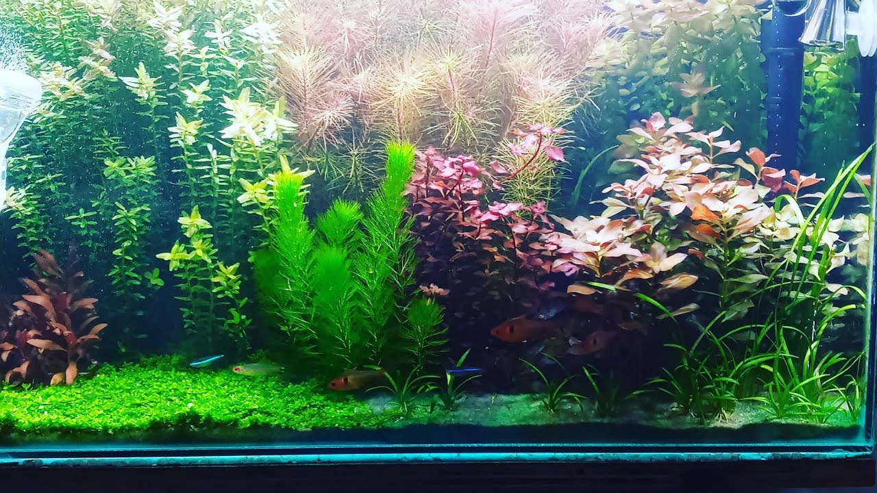 Co2 caseiro para aquário plantado, está é a melhor receita. #Co2caseiro