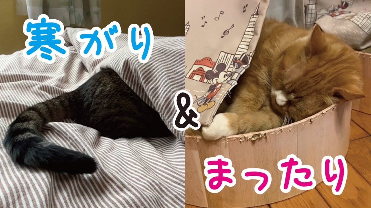 寒がり猫 vs マイペース猫｜しめじときくらげのお気に入りスポット