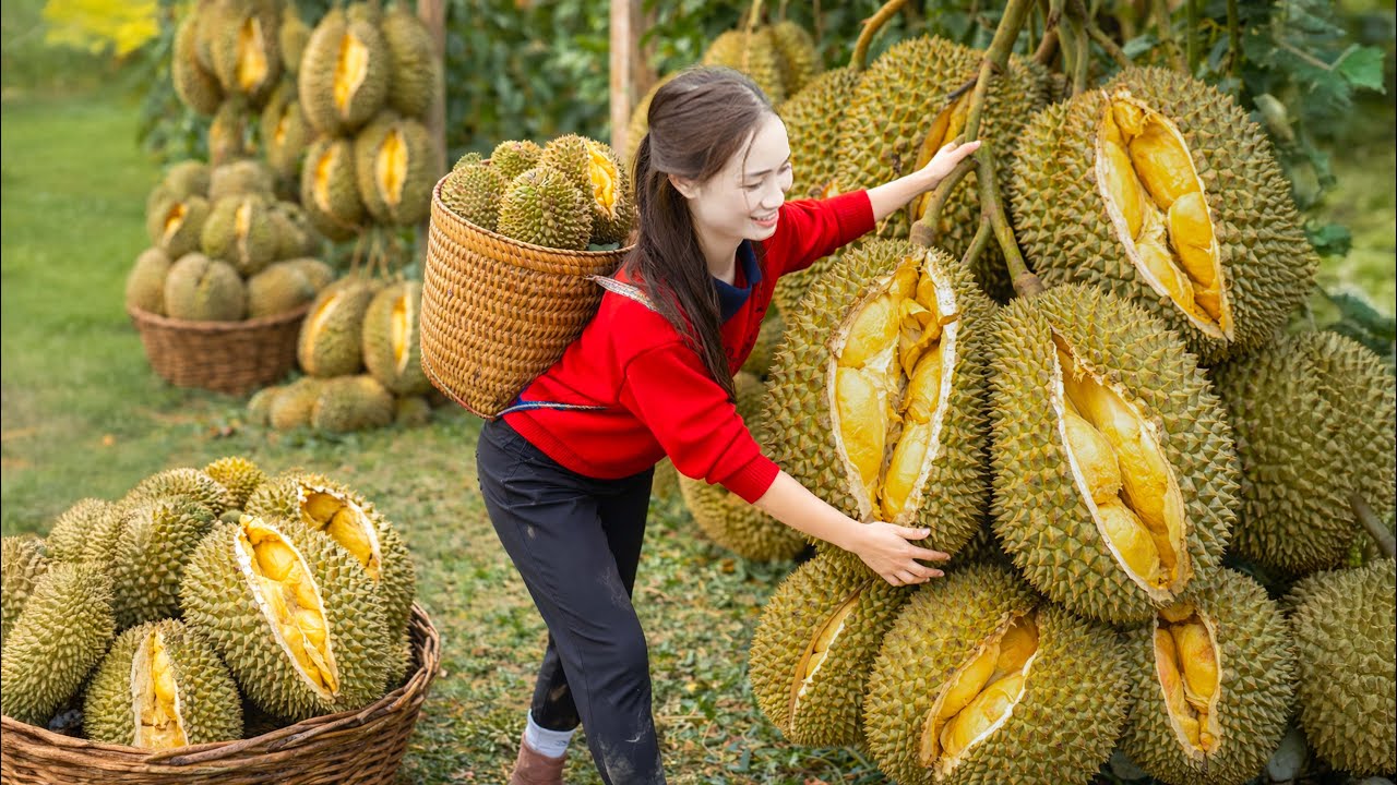 Rare Wild Durian Harvest from Deep Forest | Traditional Fried Durian with Milk Village Recipe