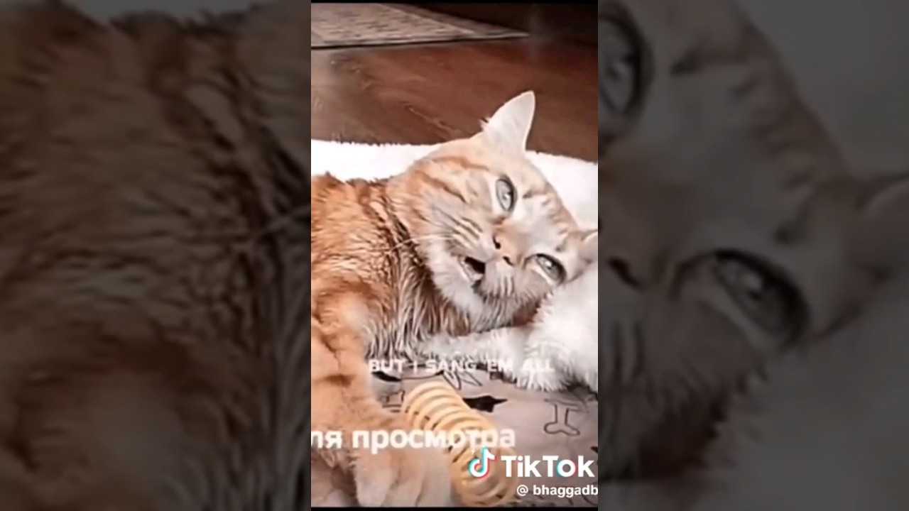 poor cat taking her last breath 💔😭 #cat #catlover #viral #video #foryou