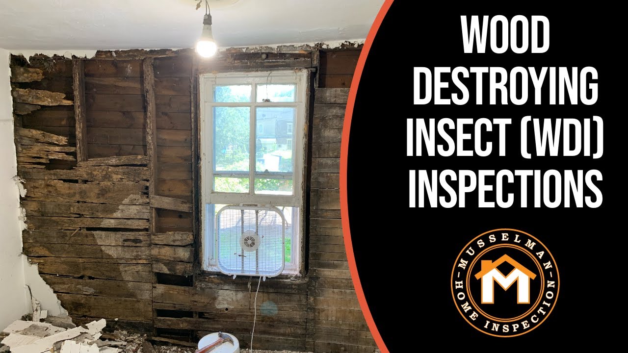What is a Wood Destroying Inspect (Termite) Inspection?