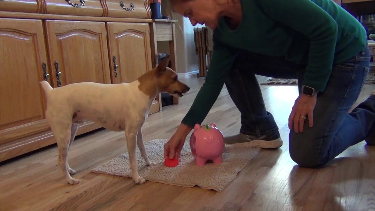 Sky, Toy Fox Terrier performs tricks for  Novice through Expert DMWYD Trick Dog Titles